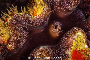 The beauty of a  Giant Sea Clam by Peet J Van Eeden 
